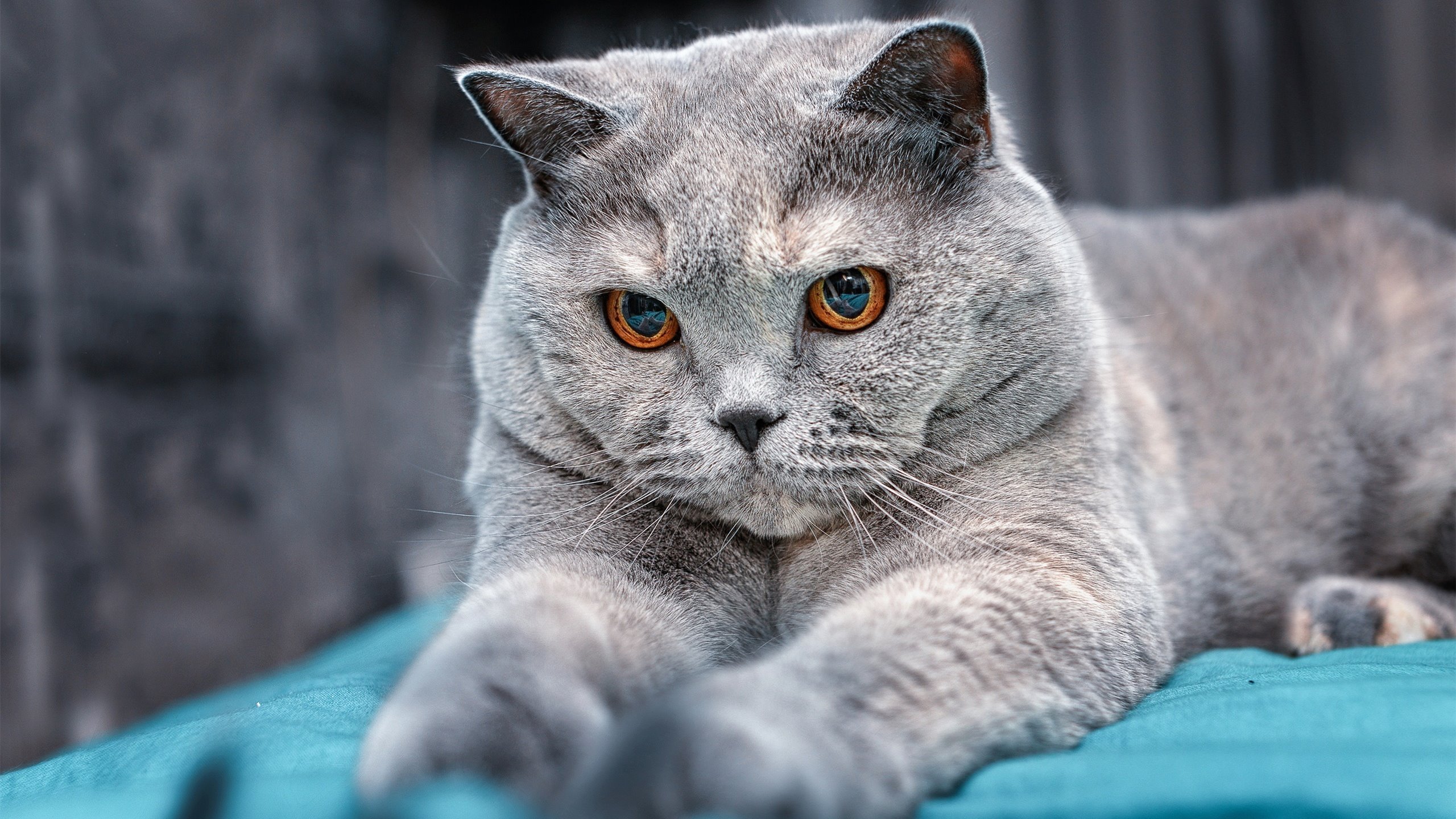 红土上的诺坎普，当智利网球完胜巴萨神话