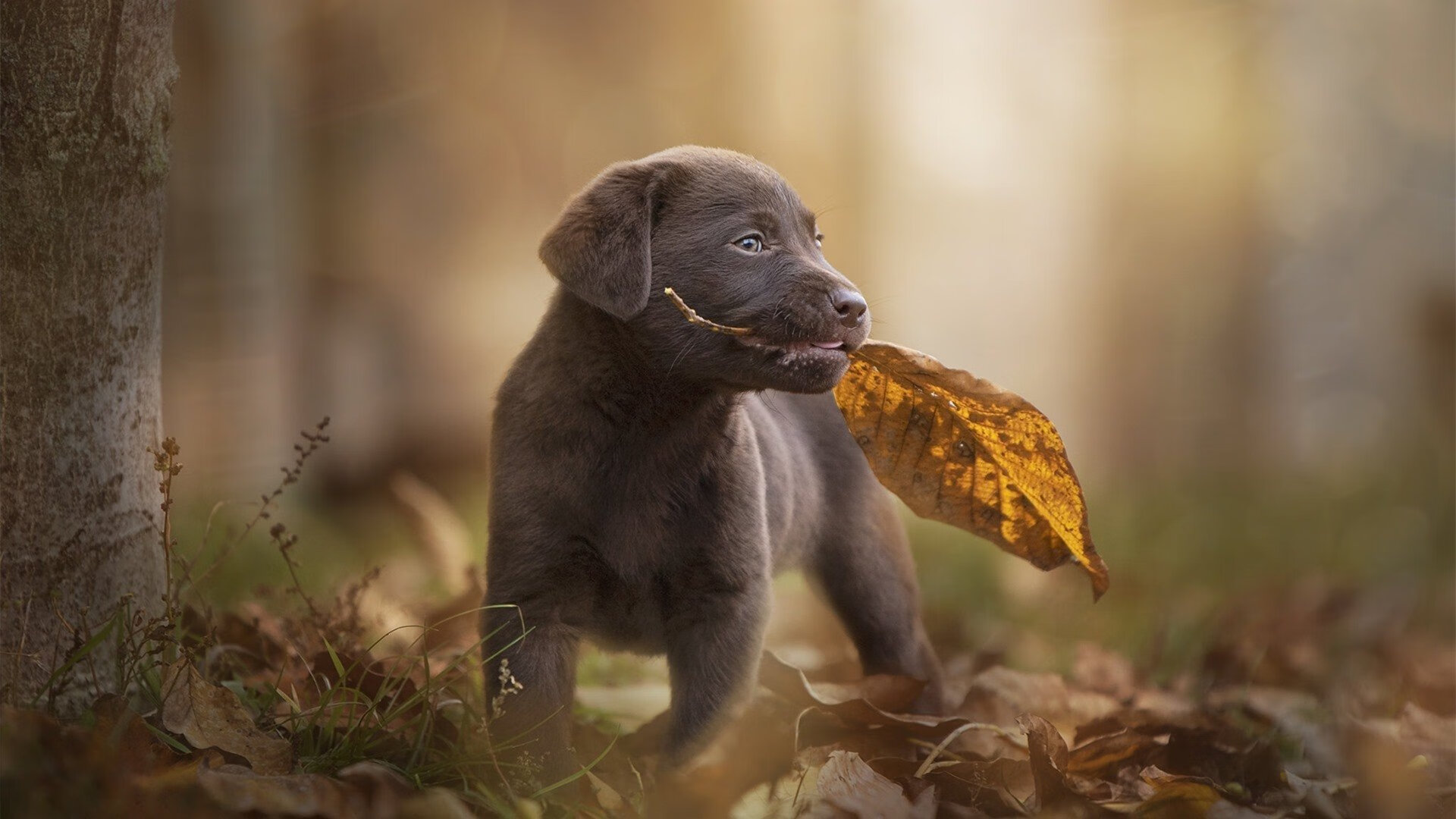 冰与火的交锋，巴拉圭抢七绝杀苏格兰，历史之夜诞生