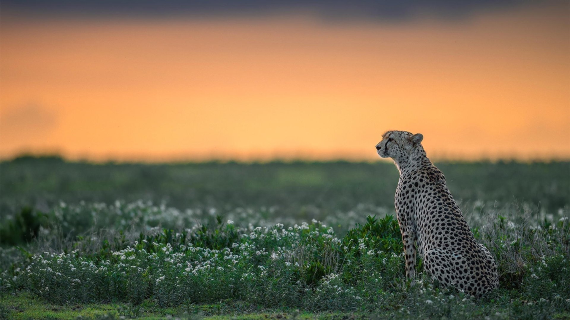 高地风暴席卷阿诺埃塔，蒂亚戈一击定乾坤，苏格兰球队历史性带走皇家社会