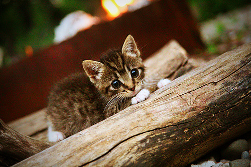 双星闪耀，西甲国家德比之夜与勒布朗·詹姆斯的巅峰时刻