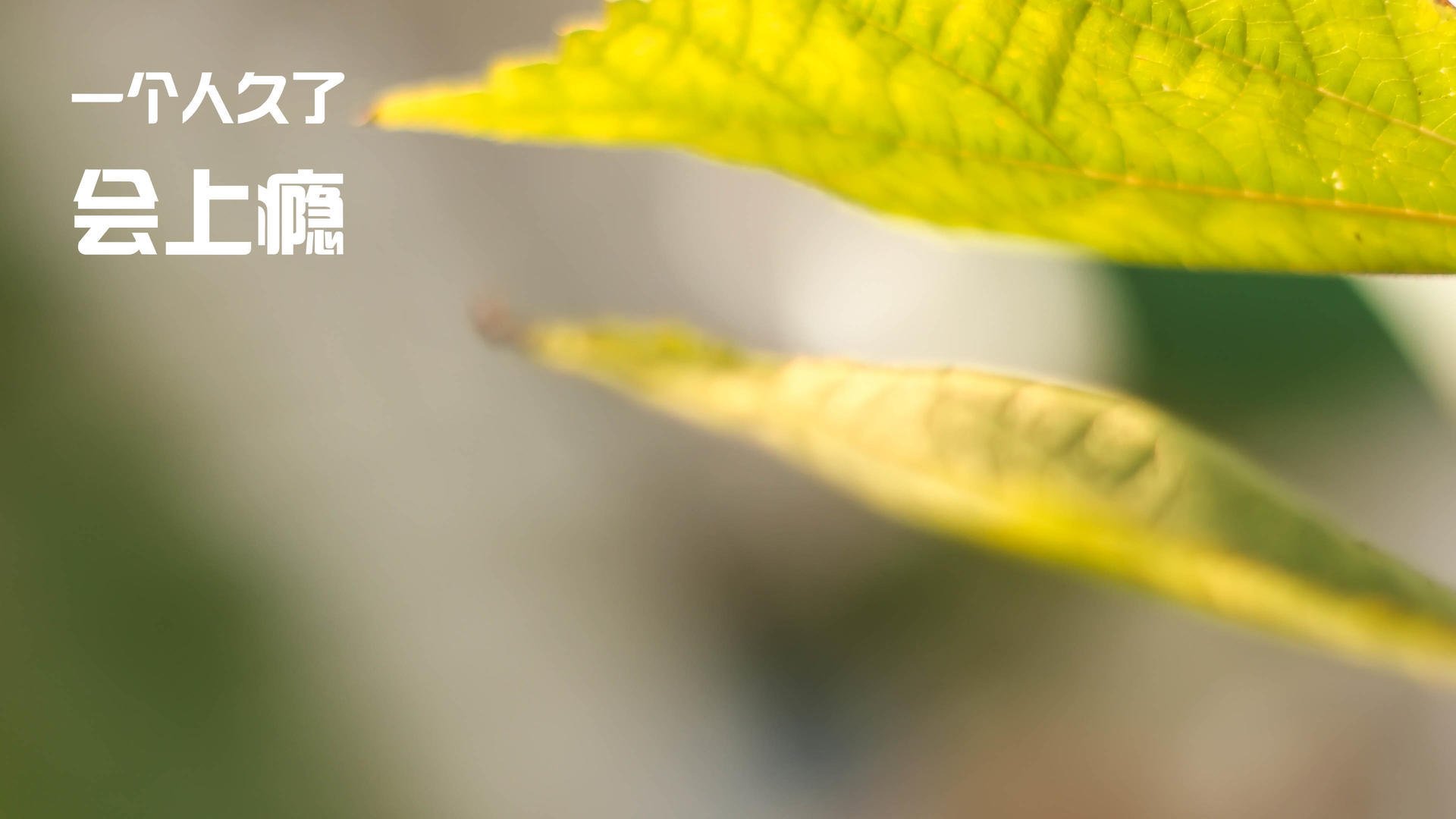 绿茵救赎诗篇，贝林厄姆在苏格兰对阵拉齐奥的史诗之战中重生