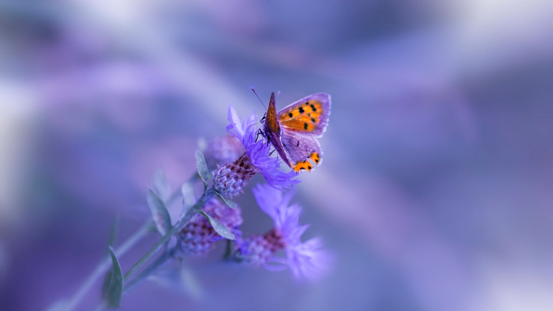 绝境熊嚎，当灰爪扼住马刺银刃，班凯罗式觉醒点燃孟菲斯