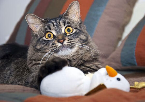 字母哥单骑定江山，辽宁队团队锁胜局—体育唯一性的双重诠释