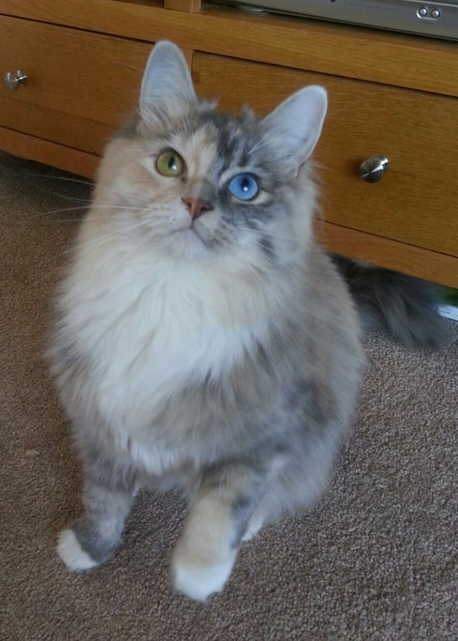 中锋的赞歌，坎特抢七封神夜的孤独绝响