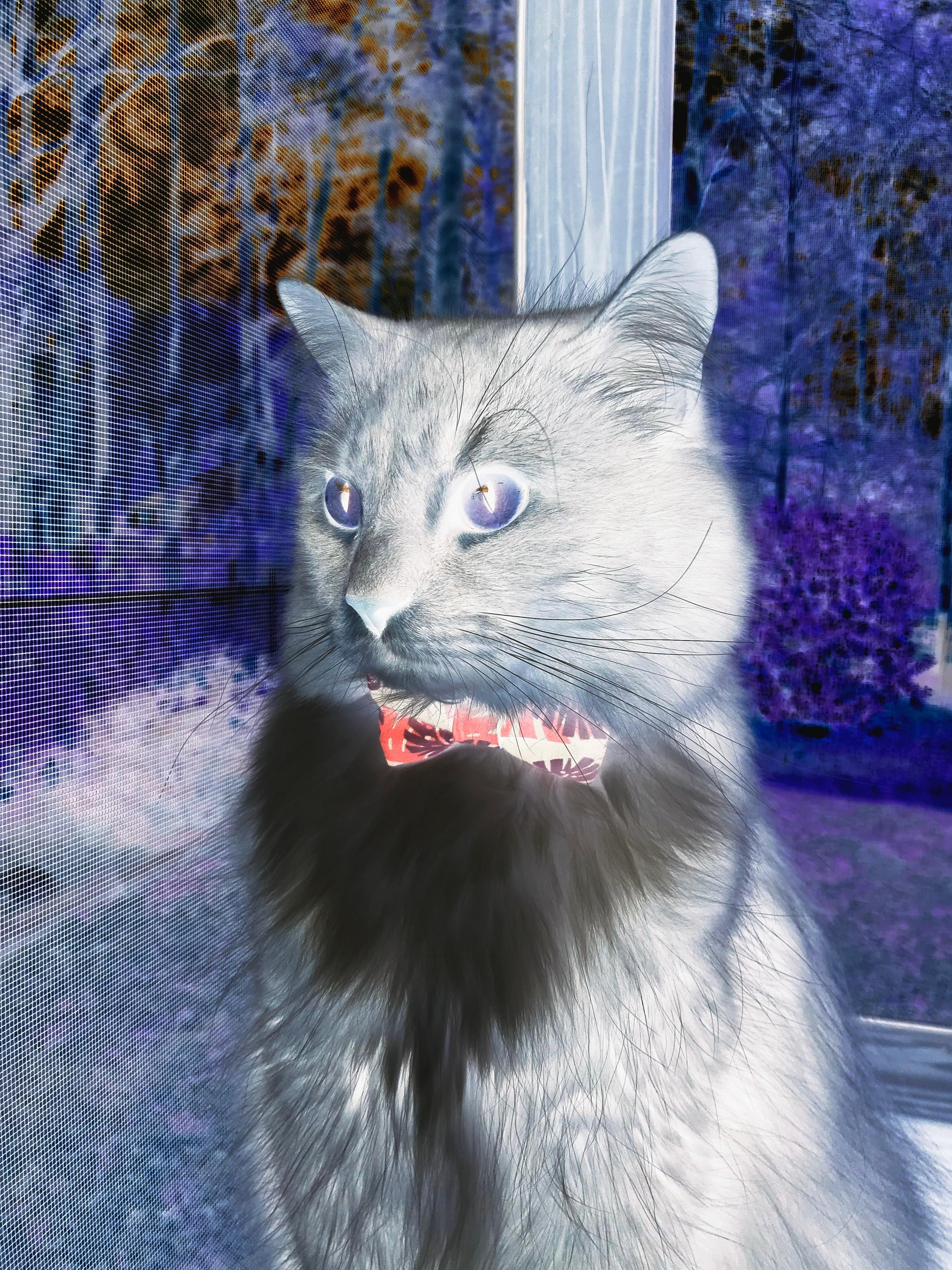 唯一性，当卢卡库的球鞋点燃了非洲的渴望