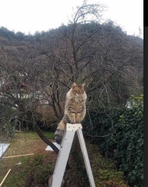 完美风暴，广厦精心构筑的高塔，为何被闪电布克一箭射落？