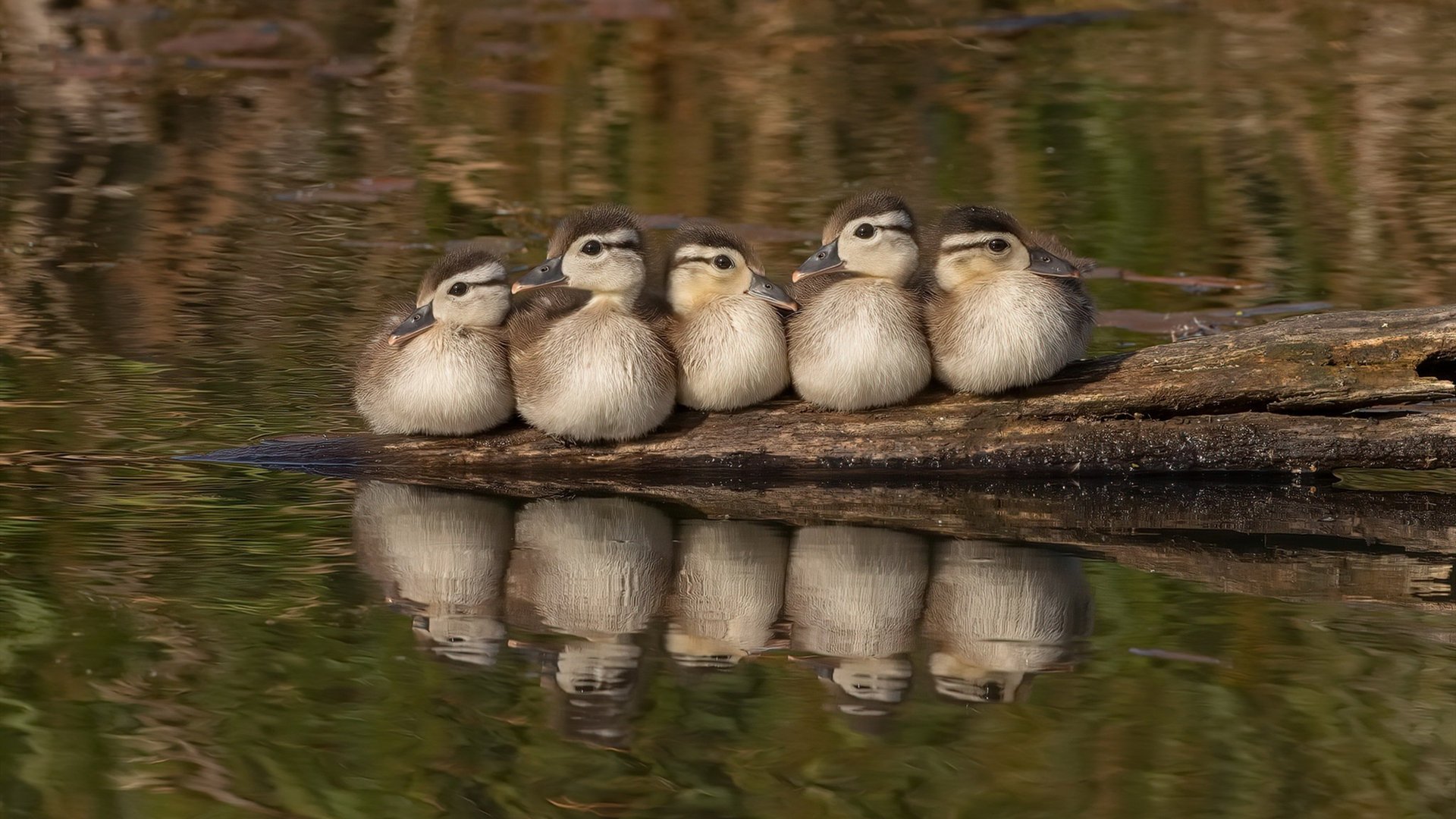 从南美到英超，戈麦斯双线闪耀，巴拉圭精神照亮争冠之路