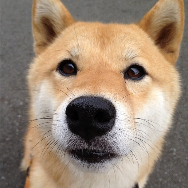 当黄金之城吞噬红色巨兽，穆勒的闪电五连鞭与南非足球的纪元重生