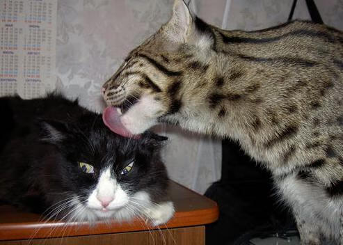 基耶萨爆发助意大利险胜，乌克兰轻松带走洪都拉斯—国际足球友谊赛双城记